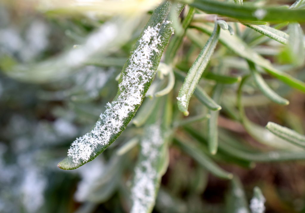 Fotografisch durch die Jahreszeiten WInter
