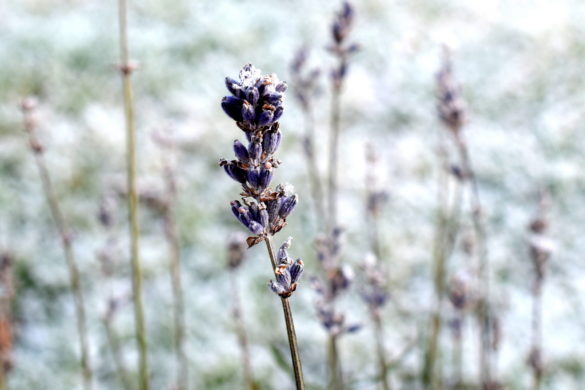 Fotografisch durch die Jahreszeiten WInter