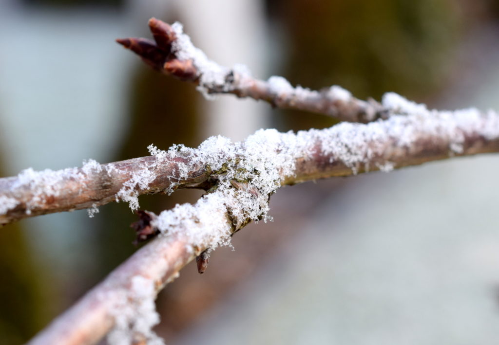 Fotografisch durch die Jahreszeiten WInter