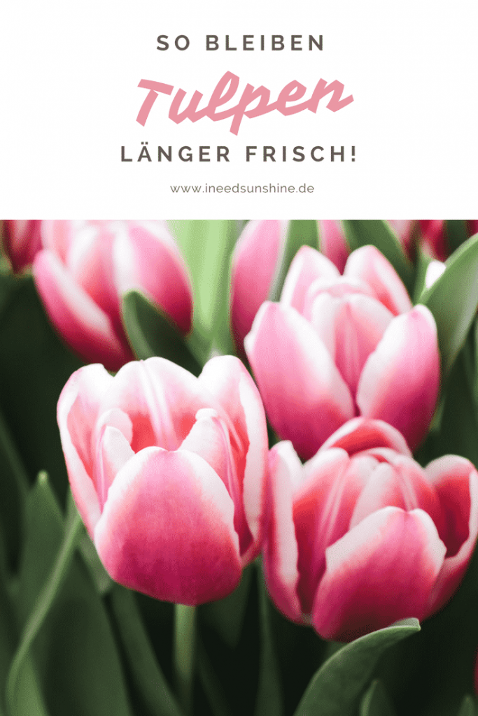 Tulpen länger haltbar in Vase Tulpenstrauß länger frisch Tipps