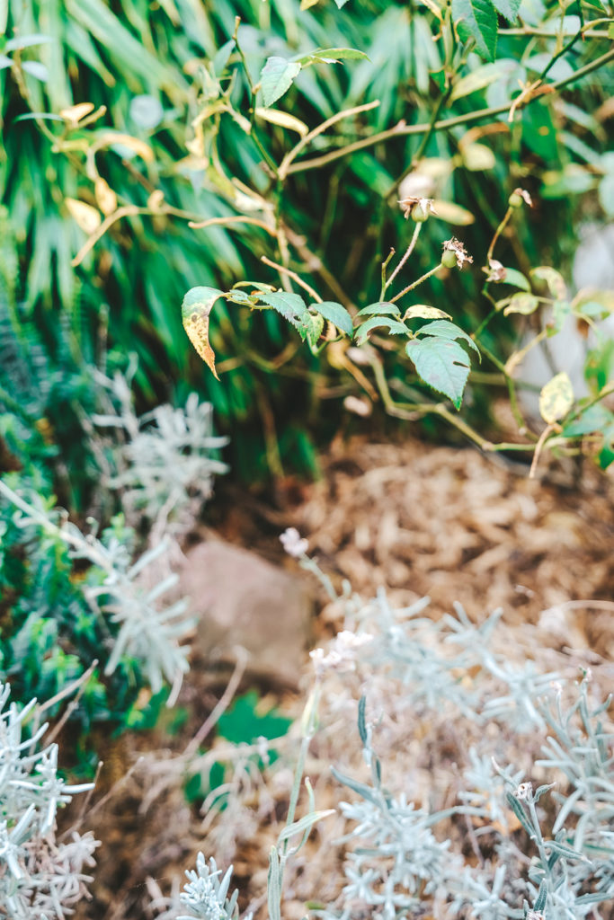 Der geheime Garten Den Sommer im Garten verlängern mit