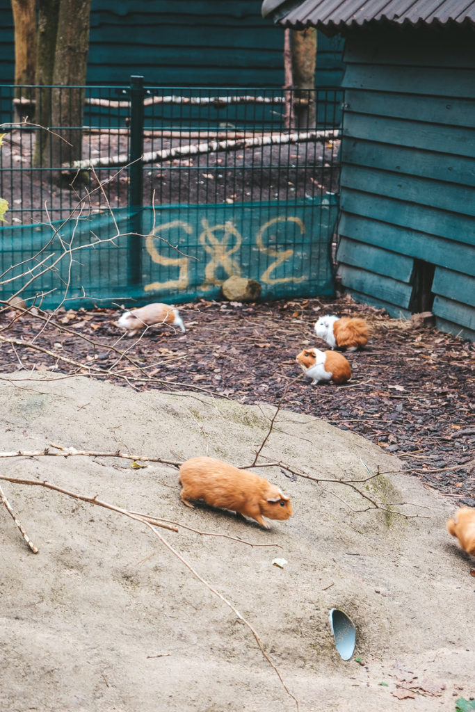 Meerschweinchen Center Parcs Bispinger Heide Urlaub mit Kindern