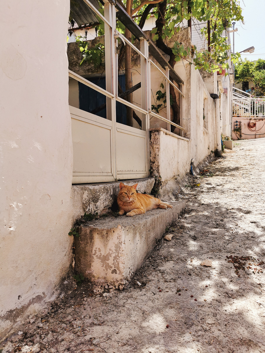 Katze in Kalives auf Kreta